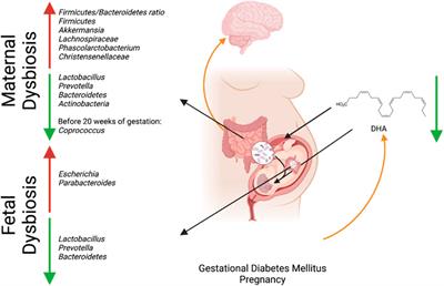 Gestational diabetes mellitus: Impacts on fetal neurodevelopment, gut dysbiosis, and the promise of precision medicine